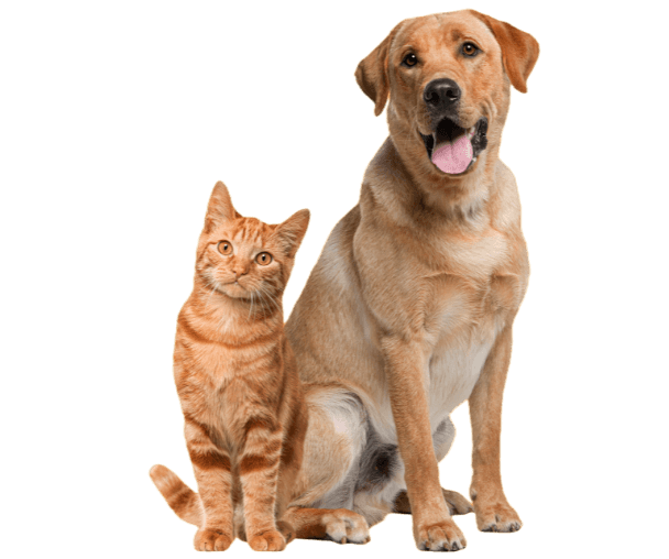 a cat and dog sitting together