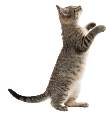 a cat standing on its hind legs