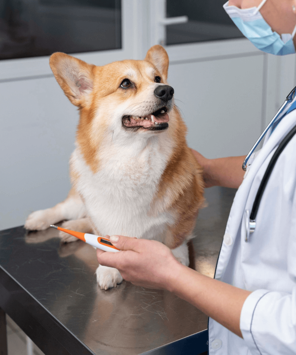 Veterinarian examining a dog