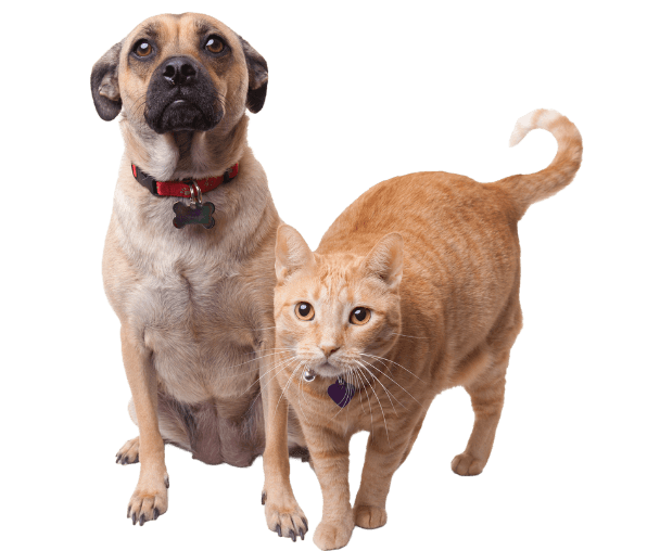 Dog and cat with collar belt