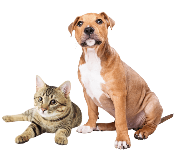 a cat and dog sitting together