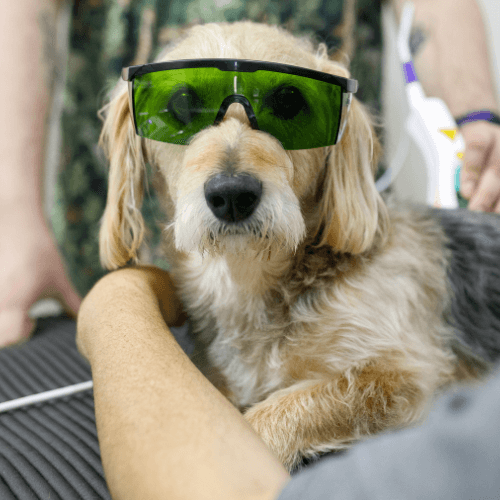 dog wearing protection glasses while doing laser therapy