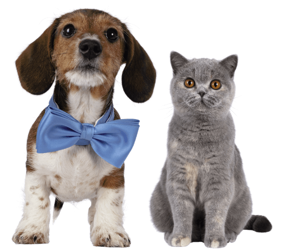 A dog wearing a bow tie and a cat 
