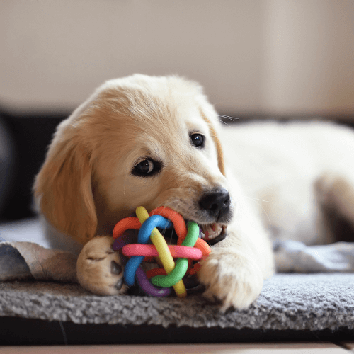 Puppy biting a toy