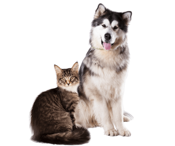 a cat and dog sitting together