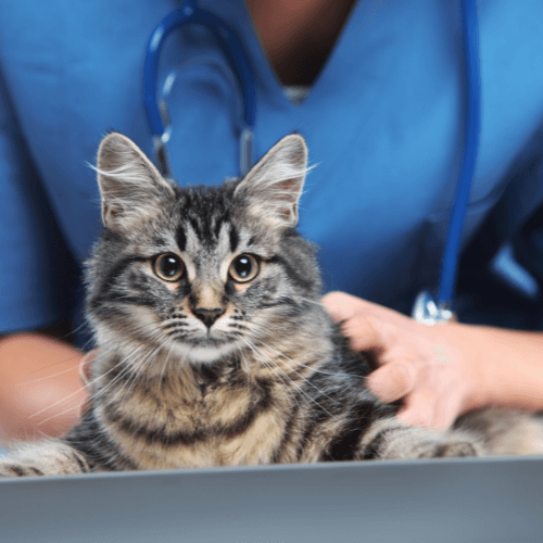 Veterinarian holding a cat on table