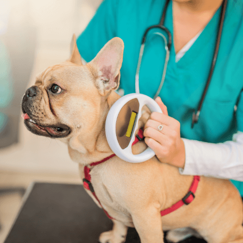 Veterinarian examining a dog's microchip implantation