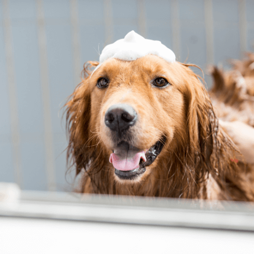 a dog with foam on its head during bath