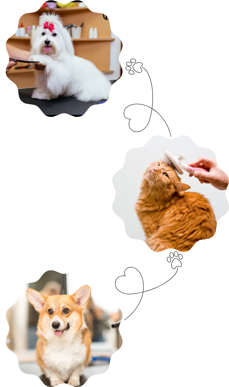 Collage image of pet spa and grooming