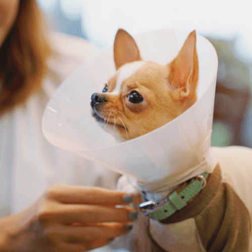 Vet putting surgery cone for a dog