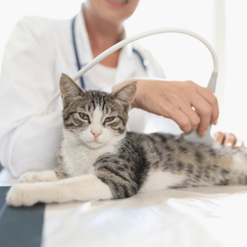 Veterinarian doing ultrasound of a cat
