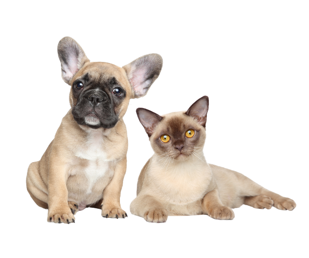 A dog wearing a bow tie and a cat 