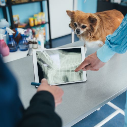 vet discussing a dog's digital x-ray results
