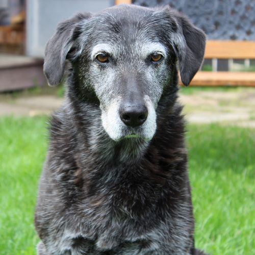 old dog with grey on its face