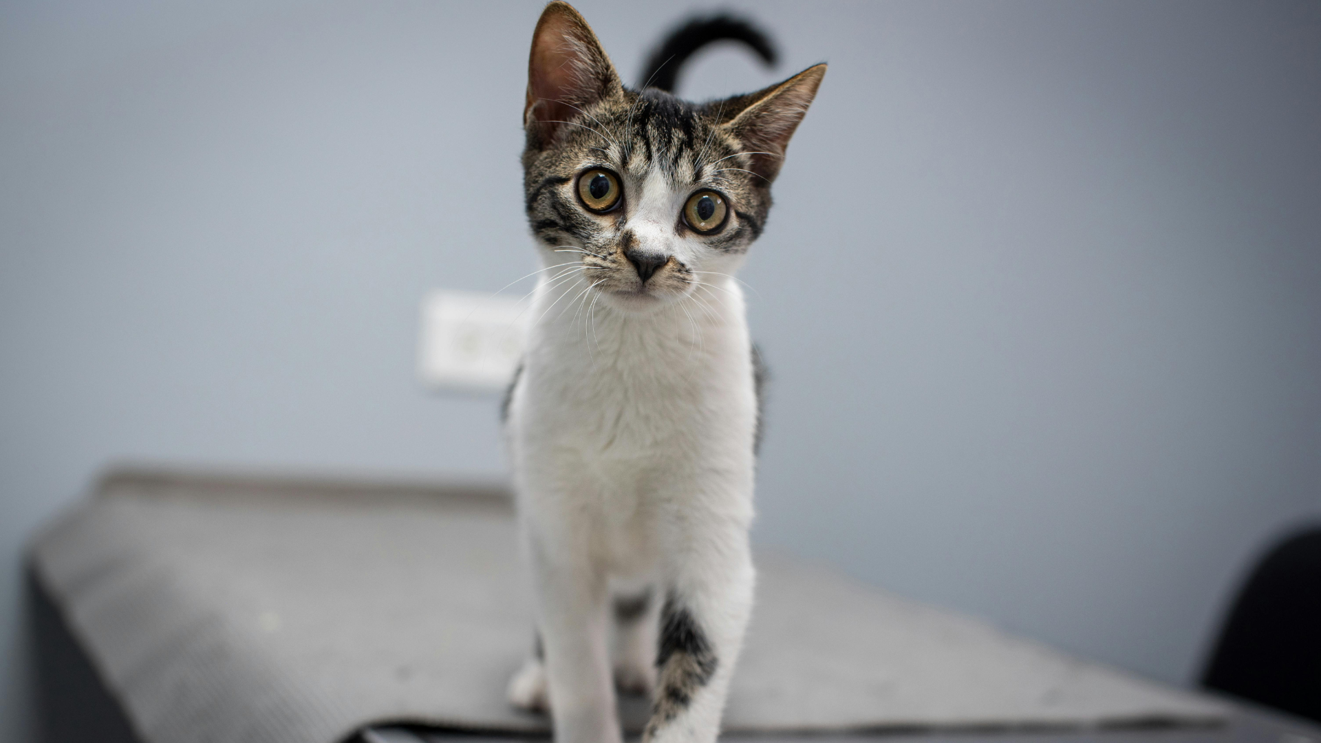 A dog and a cat sitting together